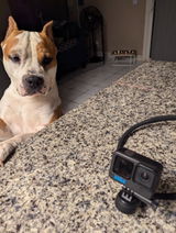🐕Bodhi The Adventurous Amstaff🐾 review photo