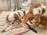 NICOとLIZ review photo