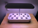 Cici review photo