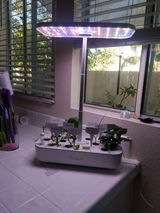 Cindy Bonggat review photo