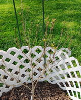 Trish Beeson review photo