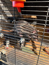 Rattery van Hamelen review photo