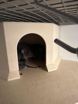 Rattery van Hamelen review photo