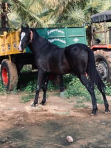 Saravanan review photo