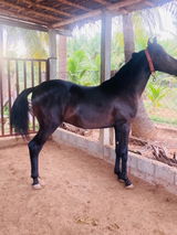 Saravanan review photo