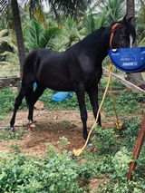 Saravanan review photo