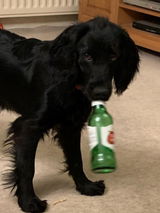 Izzy review photo