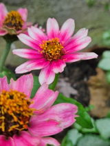 Dottie review photo