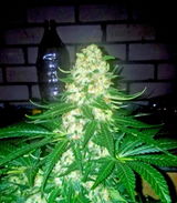 Canna review photo