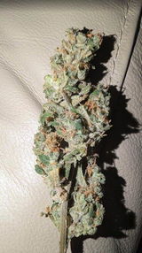 Icebreaker review photo