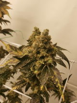 WhiteEdge review photo