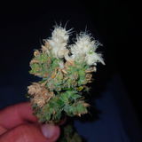 Ozarkscannabis review photo