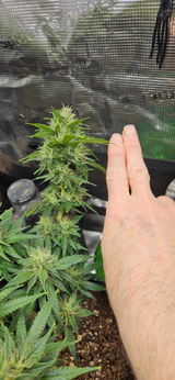 Broccolinie420 review photo