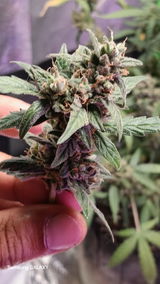 Buddy review photo