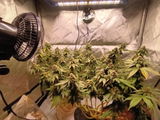 Sticky review photo