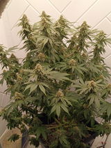 Sticky review photo