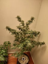 Anton review photo
