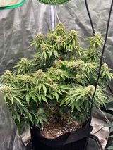 ShowMeGrower420 review photo