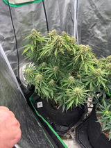 ShowMeGrower420 review photo