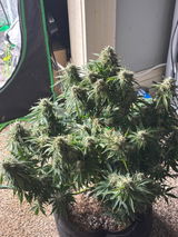 ShowMeGrower420 review photo