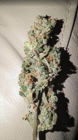 Icebreaker review photo
