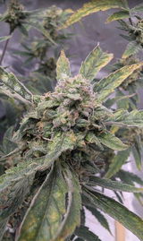 Icebreaker review photo