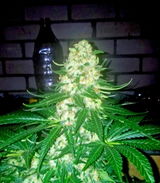 Canna review photo