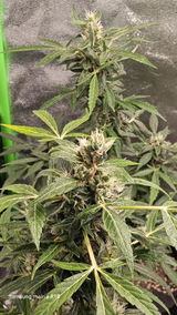 Buddy review photo
