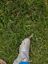 Hillol review photo