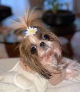 Alisha review photo