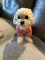 Monica review photo