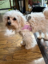 Faye review photo