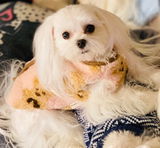 Brielle review photo
