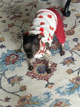 Etsy customer review photo