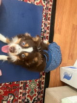 Amber review photo