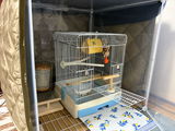 Puffin review photo