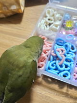 ぴーちゃん ぴよぴよ review photo