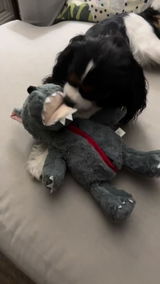 Miss Lilly The Cav review photo