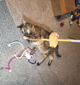 Kat review photo