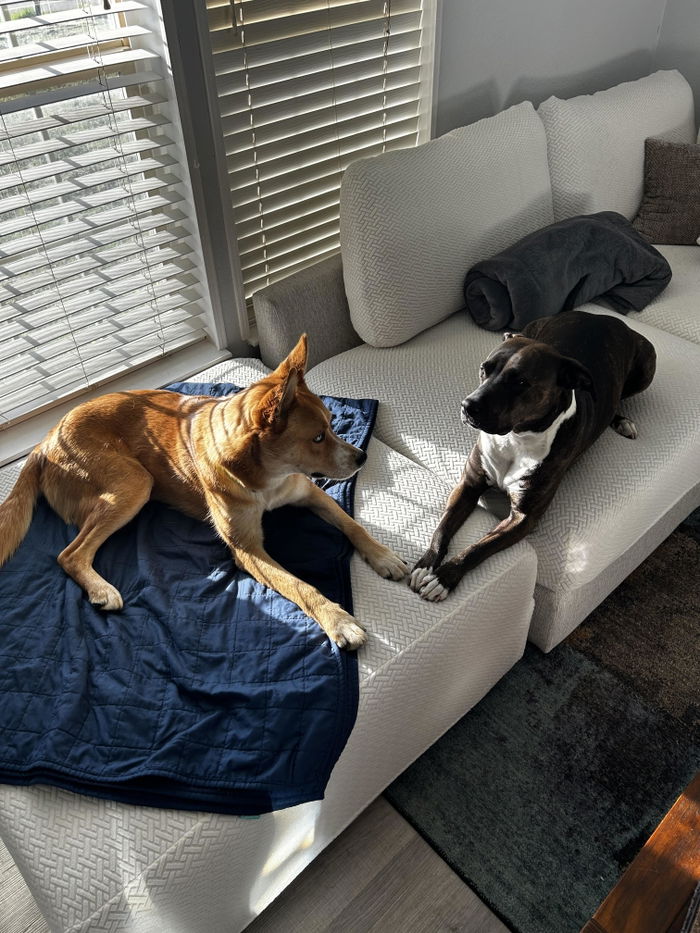 Two dogs relaxing on Chelsey’s white sofa with Magic Sofa Covers