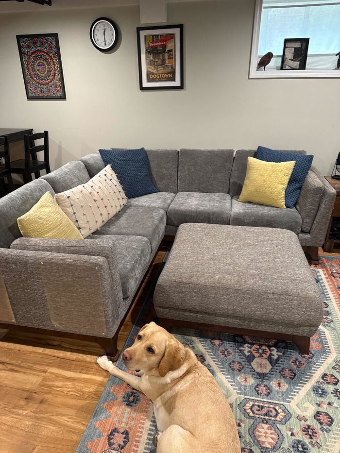 Melissa’s Labrador next to her sofa with Miracle Plush covers