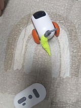 Wren review photo