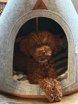 Gidget review photo