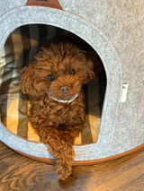 Gidget review photo