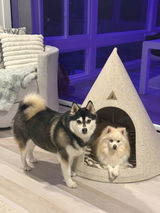 Loki and Sylvie review photo