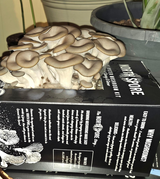 ILDIKO ORDOG review photo