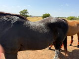 DeAdra van der Westhuizen review photo