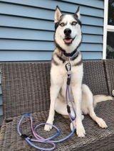 Summit Seeker | Everyday Leash with Built-In Traffic Handle