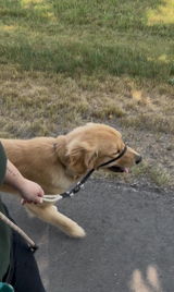 Wanderlust | Traffic Handle Leash