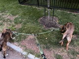 Branch Pro | Double Dog Leash